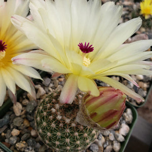 Notocactus Elegance