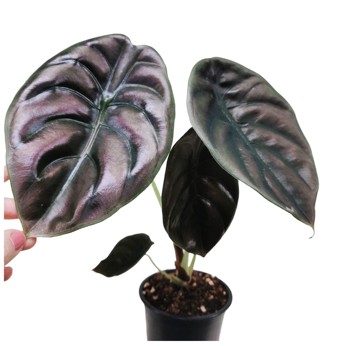 Alocasia cuprea Red secret