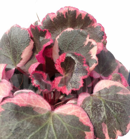 Saxifraga stalonifera tricolor