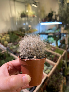 Neoporteria Senillis