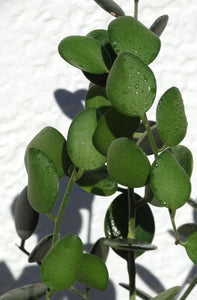 Xerosicyos Danguyi Silver dolar Plant