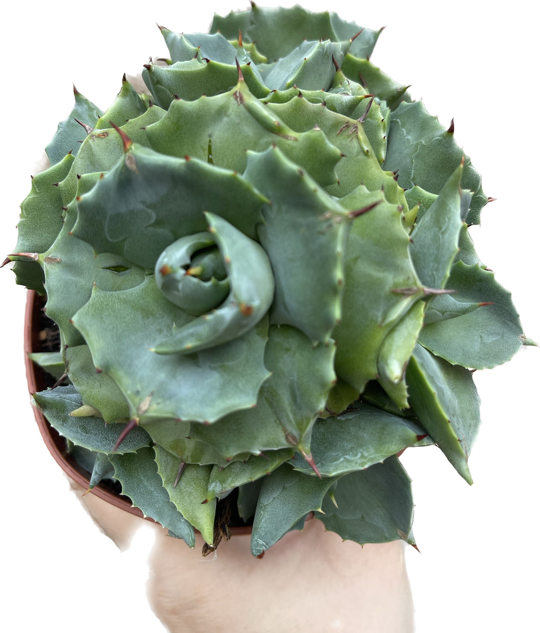 Agave Potatorum compacta