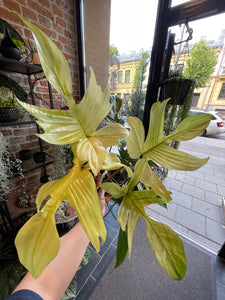 Philodendron Florida Ghost