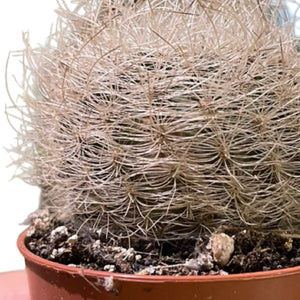 Neoporteria Senillis