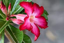 Tinūtras Adenium Anouk