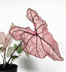 Caladium Spring Fling