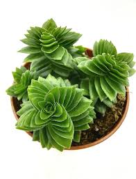 Crassula Estagnol