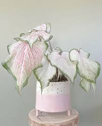 Caladium Pearl blush