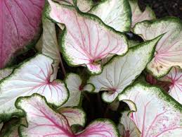 Caladium Pearl blush