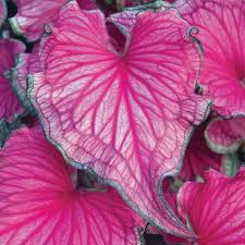 Caladium Sizzle