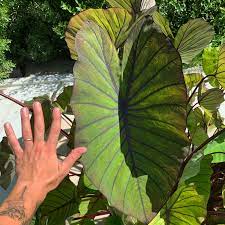COLOCASIA ESCULENTA (ELEPHANT EAR) 'BLACK MAGIC'