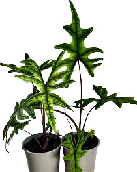 Alocasia Sumatra