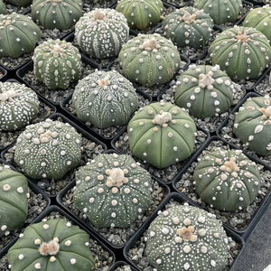 Astrophytum asterias