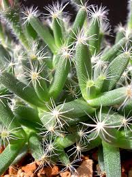 Trichodiadema Densum