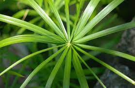 Cyperus alternifolius gracilis