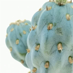 Cylindropuntia Miquelli