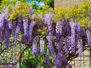 Wisteria sinensis Prolific