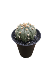Translation missing: lt.sections.featured_product.gallery_thumbnail_alt