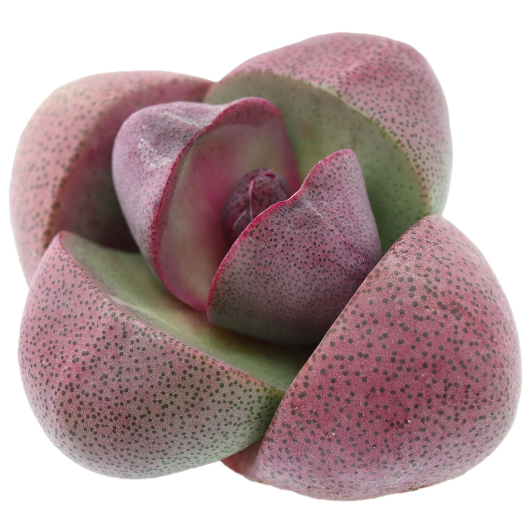 Pleiospilos Royal flush