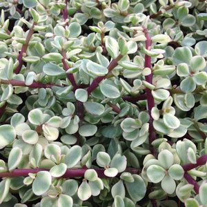 Portulacaria afra variagata