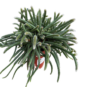 Rhipsalis horrida