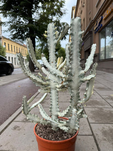 Euphorbia Lactea White Ghost