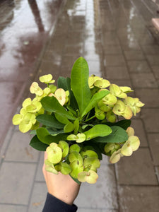 Karpažolė Euphorbia millii Neptunus