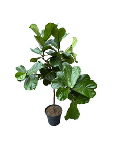 Lyralapis fikusas Ficus lyrata