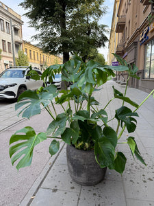 Monstera deliciosa