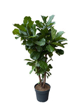 Translation missing: lt.sections.featured_product.gallery_thumbnail_alt