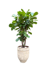 Translation missing: lt.sections.featured_product.gallery_thumbnail_alt