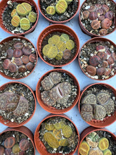 Translation missing: lt.sections.featured_product.gallery_thumbnail_alt