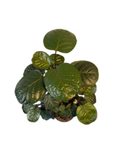 Translation missing: lt.sections.featured_product.gallery_thumbnail_alt