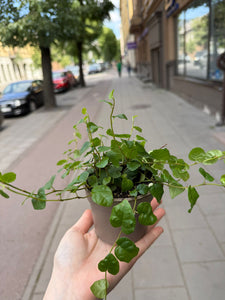 Vijoklinis fikusas Ficus Pumila