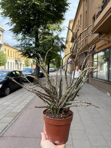 Euphorbia platyclada