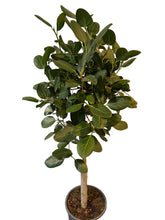 Translation missing: lt.sections.featured_product.gallery_thumbnail_alt