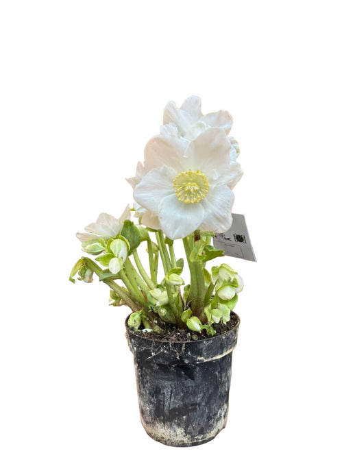 Helleborus Niger Winterfeeling fleur