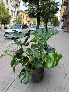 Monstera deliciosa