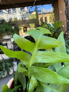 Epiphyllum Chrysocardium
