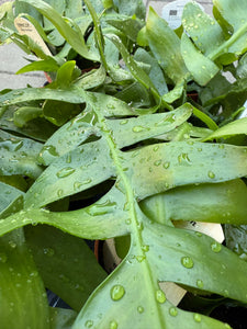 Epiphyllum Chrysocardium