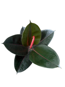 Ficus elastica Abidjan 65-70 cm 1 st.