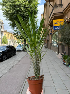 Pachypodium Lamerei Tukvis (Madagaskaro palmė)