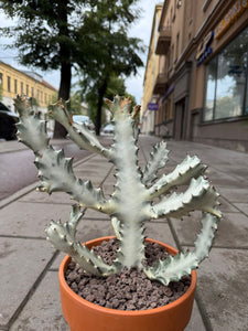 Euphorbia Lactea White Ghost