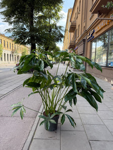 Philodendron Funny bunny