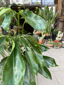 Philodendron Funny bunny
