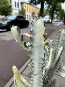 Euphorbia Lactea White Ghost