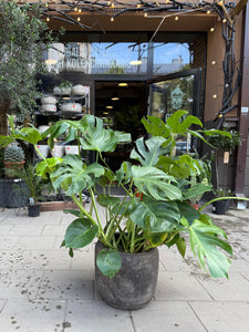 Monstera deliciosa