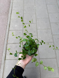 Vijoklinis fikusas Ficus Pumila