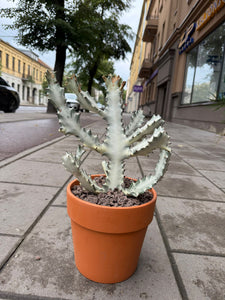Euphorbia Lactea White Ghost