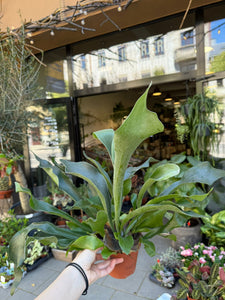 Platycerium Bifurcatum Plačiaragis